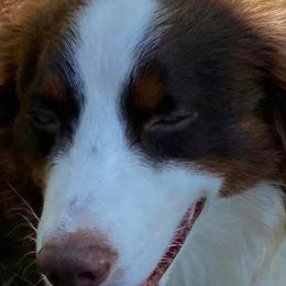 Australian Shepherds from Stockton Family Farm