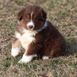 Savannah  AKC - Red tri-color female Australian Shepherd puppy in Cookeville, Tennessee from Spring Creek Aussies