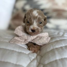 Rowan - Apricot male Goldendoodle puppy in Queen Creek, Arizona from Sunny Doodles