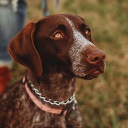 German Shorthaired Pointers from Swampy GSP