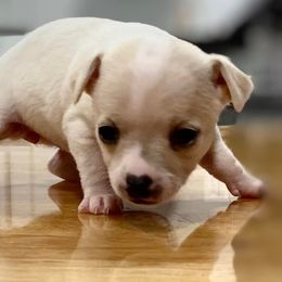Chihuahuas from Carey's Chihuahuas