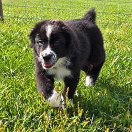 Boomer - Black & white male Australian Shepherd puppy in Cambridge, Ohio from Solis Performance Horses & Australian Shepherds