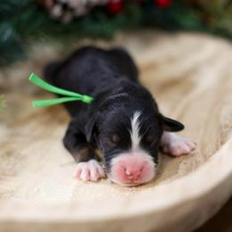 Brioche - Tri-color male Bernedoodle puppy in Queen Creek, Arizona from Dulcito Doodles