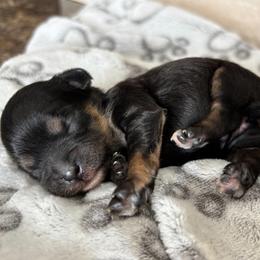 Cavapoo puppies from Horseshoe Drive Kennel