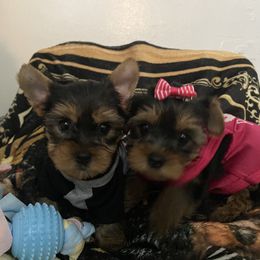 Yorkshire Terrier Puppies from Joy Riley's Yorkies