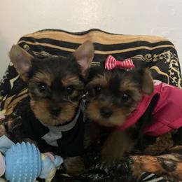 Yorkshire Terrier Puppies from Joy Riley's Yorkies