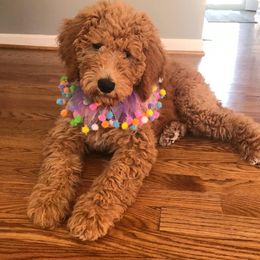 Goldendoodles and Labradoodles from Salem Doodles