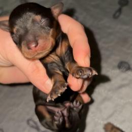 Georgette - Black and tan female Dachshund puppy in Goldthwaite, Texas from Mini Mama Dachshunds