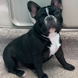 French Bulldogs from Danny's Frenchies