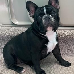 French Bulldogs from Danny's Frenchies