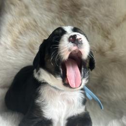 Aussiedoodle and Miniature Australian Shepherd Puppies from The Finished Dog