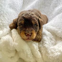 Marshall - Chocolate male Assorted Doodle Crosses puppy in Waco, Georgia from Huff Family Doxies & Doodles