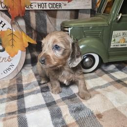 Lilly 3220 - Fawn (isabella) and tan female Dachshund puppy in Bristol, Tennessee from It's Mini Wieners Baby