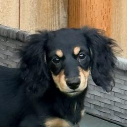 Girl 3 - Black and cream female Dachshund puppy in Pacific, Washington from Han&Jan Doxie’s