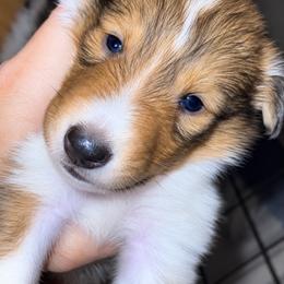 Calypso she who conceals - Sable and white female Collie puppy in Malvern, Arkansas from Lost Acres Collies