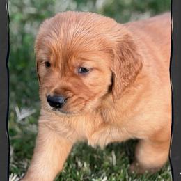 Scamper (green collar) - Dark golden male Golden Retriever puppy in Walla Walla, Washington from The Sayler Farm