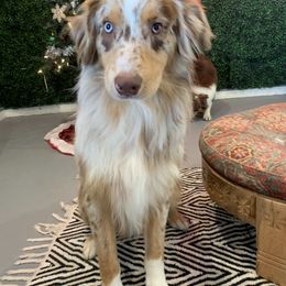 Aussiedoodles, Australian Shepherds, Miniature Australian Shepherds, and Toy Australian Shepherds from Doodles ‘N Dawgs