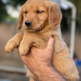 Yellow collar female - Dark golden female Golden Retriever puppy in Yucaipa, California from Blessed Goldens