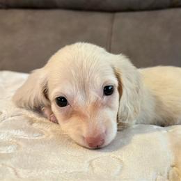 Archie - Cream male Dachshund puppy in Jonesboro, Illinois from Twin Hills Dachshunds