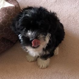 Havana Silk Dog and Poodle Puppies from Havana Silk Romance