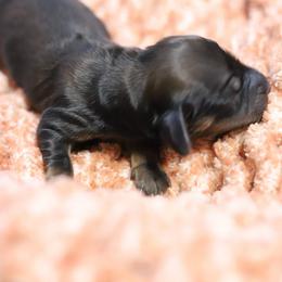 Jovie - Cream female Dachshund puppy in Eaton, Ohio from Miniature Alphas Dachshunds