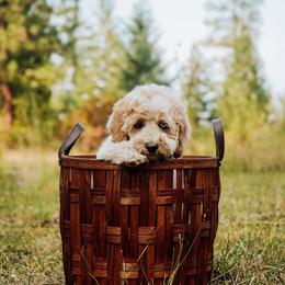 Simon - Lemon roan male Cockapoo puppy in Dixon, Montana from Super Z Kennels