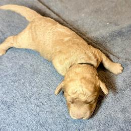 Edmund black collar - Apricot male Goldendoodle puppy in North Branch, Michigan from Graceful Miniature Goldendoodles