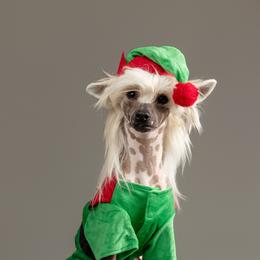 Cooper - Slate male Chinese Crested puppy in Shalimar, Florida from Aero Chinese Cresteds