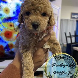 Boy 3 - Red  Poodle puppy in Shelbyville, Tennessee from Rains Poodles Of Middle TN