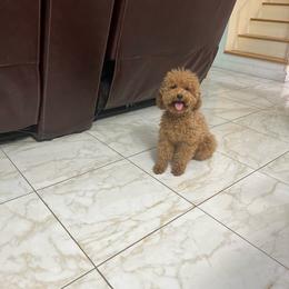 Anna - Poodle