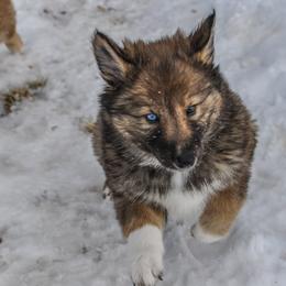 Tsolv (Tobacco) - female Native American Indian Dog puppy in Brimfield, Massachusetts from Seven Sisters Canids