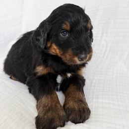 Lemon - Tri-color female Bernedoodle puppy in West Chicago, Illinois from Berner Ridge Kennels