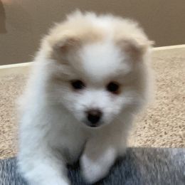 Pomeranian Puppies from MJ’s Pomeranians
