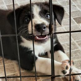 Boy 2 - Border Collie puppy in Gaffney, South Carolina from On the Lamb