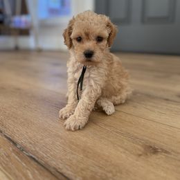 Beau - Buff male Cockapoo puppy in Yuba City, California from The Doodle Barn