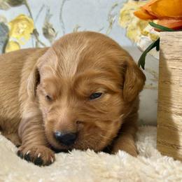 Pebbles - Dark golden female Golden Retriever puppy in Doniphan, Missouri from Stockford’s Golden Retrievers