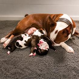 Boston Terrier puppies from 8 Bar M Ranch LLC.