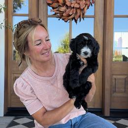 Brew - Black and white male Bernedoodle puppy in Yuba City, California from Ranch House Doodles