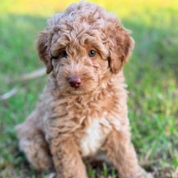 Boy1 - Apricot male Poodle puppy in Liberty, Texas from Poodles and Doodles Most Excellent Adventures