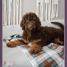 Slinky - Brown male Bernedoodle puppy in Connersville, Indiana from Deaz Doodle Ranch