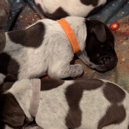 German Shorthaired Pointer Puppies from Hanaway GSPs