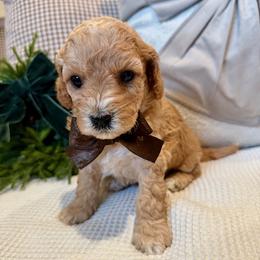 Clarence Montgomery - male Cavapoochon puppy in Lucas, Ohio from Apricot Lane Puppy