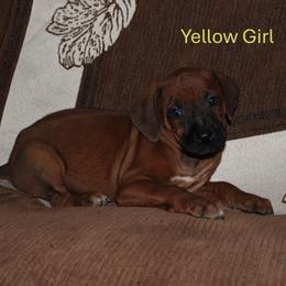 Yellow - Rd whtn blk nose female Rhodesian Ridgeback puppy in Greenville, Ohio from Masai's Pride Rhodesian Ridgbacks