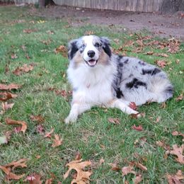 Kiba - Miniature Australian Shepherd