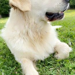 Goldendoodles and Golden Retrievers from Golden Puppies USA