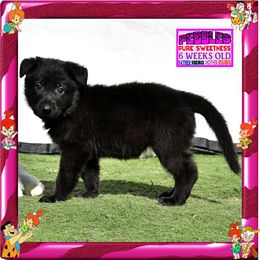 PEPPLES FLINTSTONE - Black female German Shepherd puppy in Murrieta, California from Diamond Oaks German Shepherds