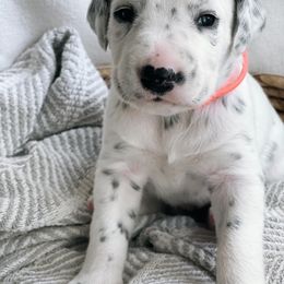 Milo HUA - White and black Dalmatian puppy in Franklin, Tennessee from Gentry’s Dalmatians