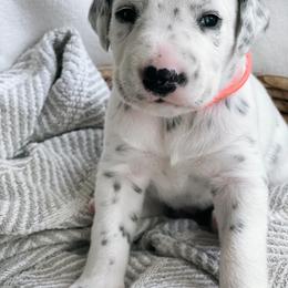 Milo HUA - White and black Dalmatian puppy in Franklin, Tennessee from Gentry’s Dalmatians