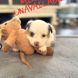 Minerva - Red merle female Miniature American Shepherd puppy in Sanger, California from Flying M Cactus Ranch Buddies