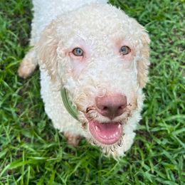 Glock (also known as Tank) - White Lagotto Romagnolo puppy in Summerfield, Florida from House Woller Lagotto